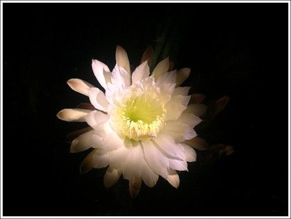 cereus_003